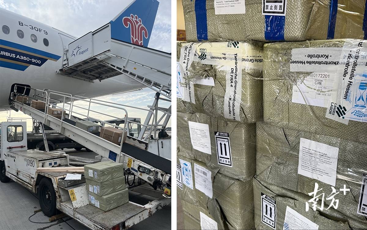 在德国法兰克福，茂名荔枝“甜蜜邂逅”文成杨梅